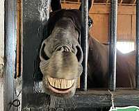 kid-safe-thoroughbred-horse