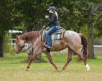 red-roan-rodeo-queen-pony