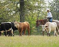 red-roan-yo-pony