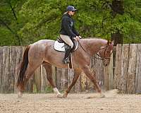 all-around-quarter-pony