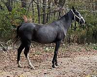 age-tennessee-walking-horse