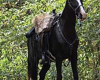 all-tennessee-walking-horse