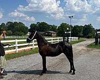 show-friesian-tennessee-walking-horse