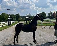 yours-friesian-horse