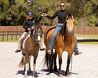 beginner-welsh-pony