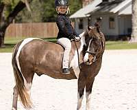 driving-welsh-pony