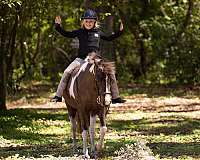 flashy-welsh-pony