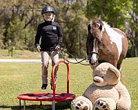 jumping-welsh-pony