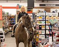 ridden-english-welsh-pony