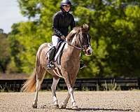 ridden-western-welsh-pony