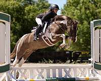 show-welsh-pony