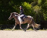 trail-welsh-pony