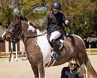 trail-riding-welsh-pony