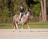 youth-welsh-pony