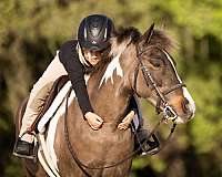 pinto-welsh-pony-gelding