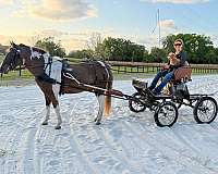 athletic-welsh-pony