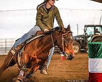 6-paint-horse