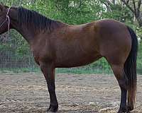 6-mare