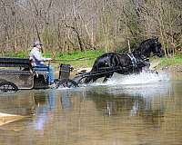 athletic-friesian-horse