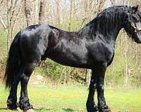 driving-friesian-horse