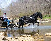 flashy-friesian-horse