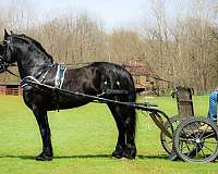parade-friesian-horse