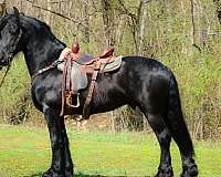 ranch-friesian-horse