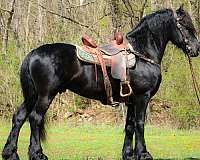 ranch-work-friesian-horse