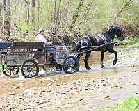 ridden-english-friesian-horse