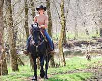 ridden-western-friesian-horse