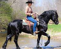 show-friesian-horse