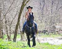 stallion-friesian-horse