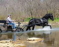 trail-friesian-horse