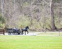 black-friesian-stallion