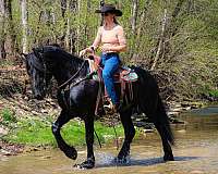 trail-riding-friesian-horse