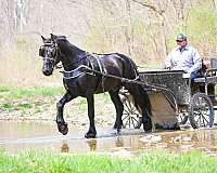 youth-friesian-horse