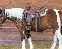athletic-draft-horse