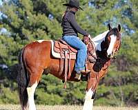 calf-roping-draft-horse