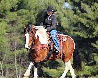 draft-horse