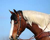 flashy-draft-horse
