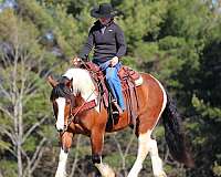 husband-safe-draft-horse