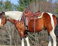 parade-draft-horse