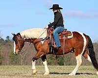 performance-draft-horse