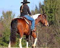ranch-draft-horse