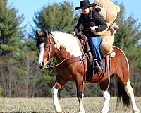 ranch-work-draft-horse