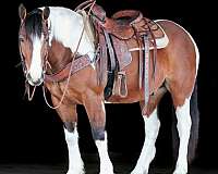 ridden-english-draft-horse