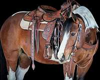 ridden-western-draft-horse