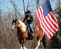 roping-draft-horse