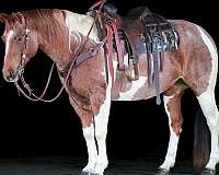 athletic-paint-horse
