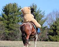 calf-roping-paint-horse